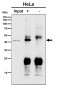 Anti-PSMC5 Rabbit Monoclonal Antibody